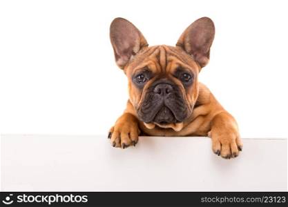 Funny French Bulldog puppy over a white banner, isolated