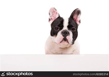 Funny French Bulldog puppy over a white banner, isolated