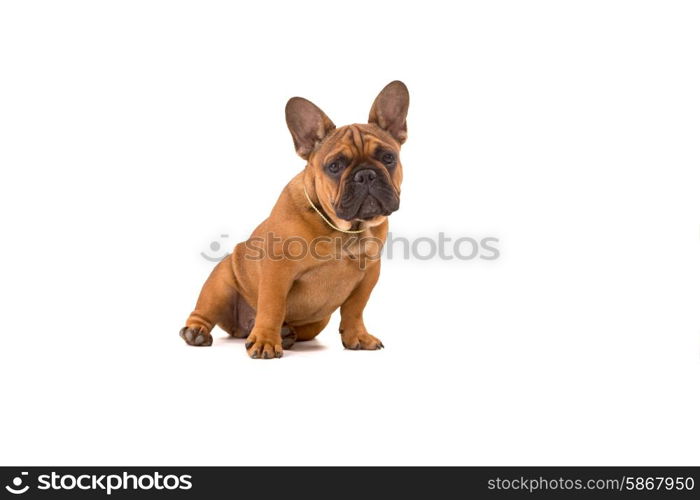 Funny French Bulldog puppy posing isolated over a white background