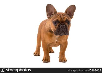 Funny French Bulldog puppy posing isolated over a white background