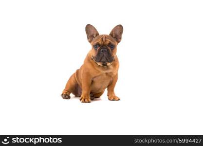 Funny French Bulldog puppy posing isolated over a white background