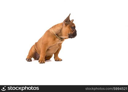 Funny French Bulldog puppy posing isolated over a white background