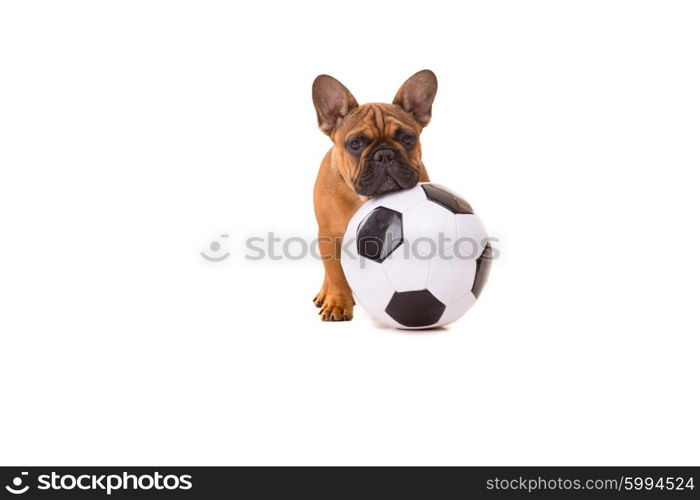 Funny French Bulldog puppy posing isolated over a white background