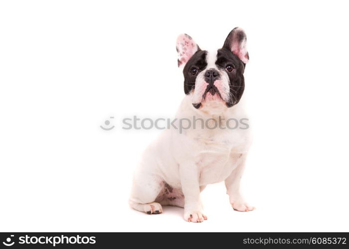 Funny French Bulldog puppy posing isolated over a white background