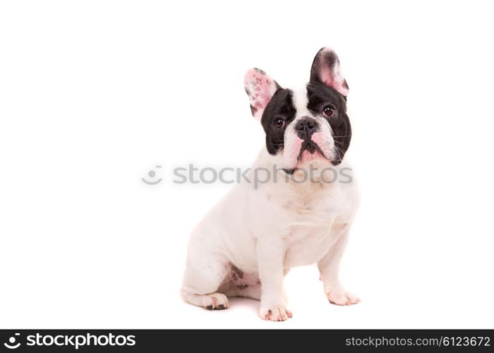 Funny French Bulldog puppy posing isolated over a white background