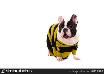 Funny French Bulldog puppy posing isolated over a white background