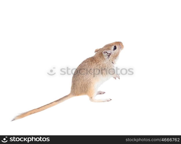 Funny gergil looking up isolated on a white background