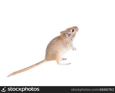 Funny gergil looking up isolated on a white background