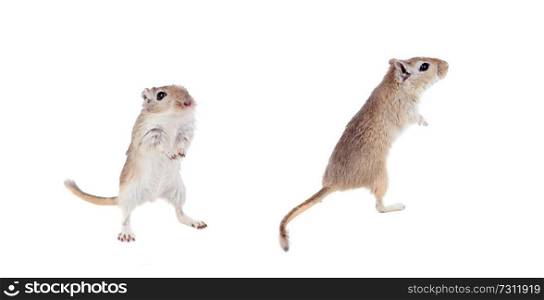 Funny gergils isolated on a white background