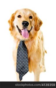 Funny golden retriever dog wearing tie isolated on white background