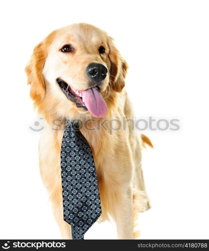 Funny golden retriever dog wearing tie isolated on white background