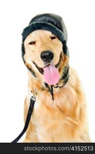 Funny golden retriever dog wearing winter hat isolated on white background