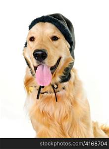 Funny golden retriever dog wearing winter hat isolated on white background