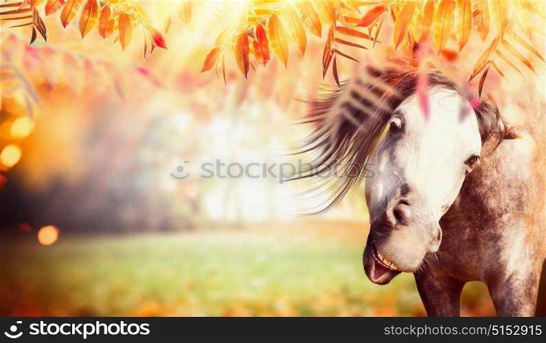 Funny gray horse face at autumn nature background with colorful fall foliage, pasture and sunbeams, banner