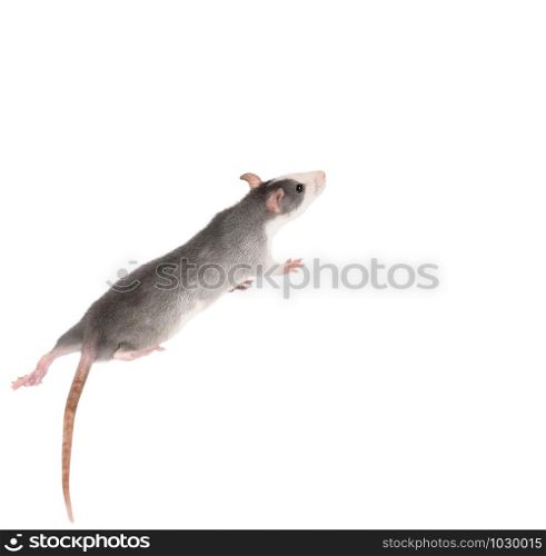 Funny gray rat isolated on white. Rodent pets. Domesticated rat close up. Symbol of 2020 year. Funny gray rat isolated on white. Rodent pets. Domesticated rat close up.