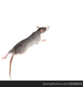 Funny gray rat isolated on white. Rodent pets. Domesticated rat close up. Symbol of 2020 year. Funny gray rat isolated on white. Rodent pets. Domesticated rat close up.