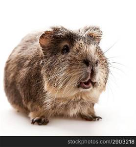Funny guinea pig over white backgrounds
