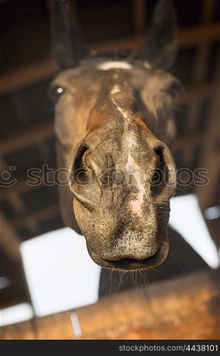 funny horse face begging in stabling