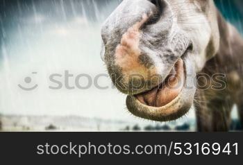 Funny horse face in bad weather in the rain, place for text