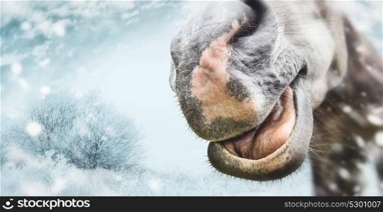 Funny horse face muzzle with nose and open mouth with tongue at winter and snow nature background.