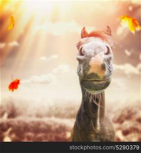 Funny horse face Muzzle with nose at autumn nature background with sunbeam and falling leaves