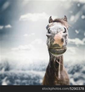 Funny horse face Muzzle with nose at autumn overcast nature background with clouds, wind, and rain