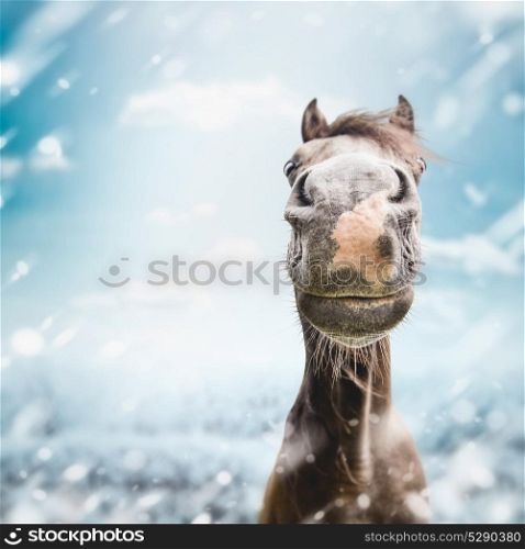 Funny horse face Muzzle with nose at winter and snow nature background.