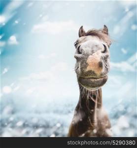 Funny horse face Muzzle with nose at winter and snow nature background.
