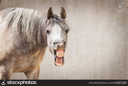 Funny horse face with Open mouthed looking in camera at gray background, place for text