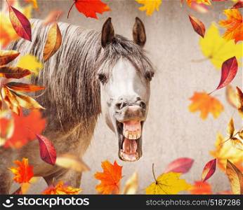 Funny horse face with Open mouthed looking in camera , in the foreground falling autumn leaves