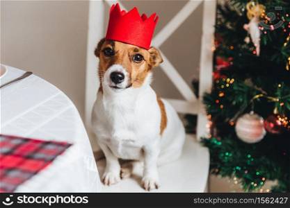 Funny jack russell terrier with red crown poses against decorated New Year tree. Dog as symbol of coming New Year. Beutiful pet sits on chair against wonderful Christmas tree. Holidays concept