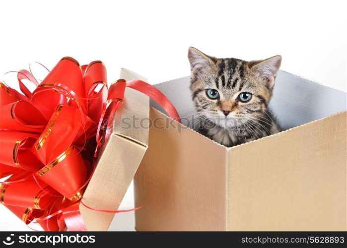 Funny kitten in gift box with red ribbon