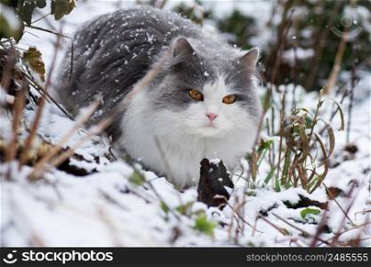 Funny kitten is surprised of the falling snow in winter. Nat walks in the garden for the first time during a snowfall.. Young cat walking in the snow on winter season and looking on the winter landscape