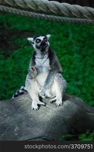 funny lemur sitting on rock