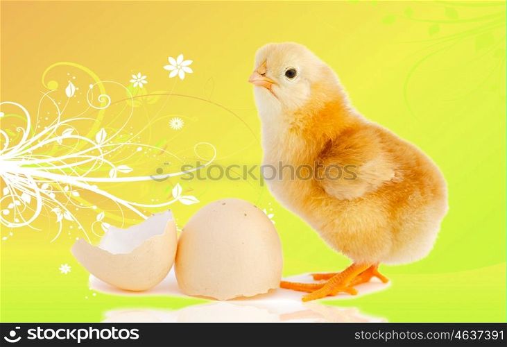 Funny little chicken with a egg isolated on a over yellow background