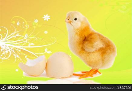 Funny little chicken with a egg isolated on a over yellow background