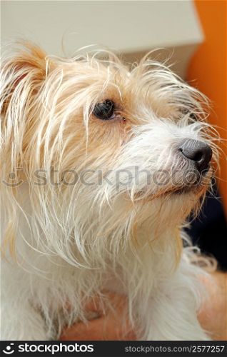 funny little shi-tzu dog portrait