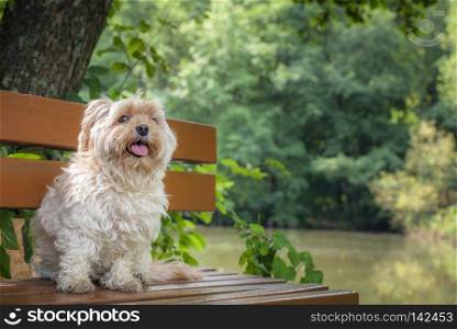 Funny looking small dog from Bichon Havanese breed, waiting with its tongue out, on a wooden bench, in nature, on a sunny day of summer.