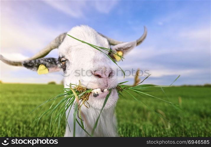 Funny looking white billy goat with hilarious teeth, looking at the camera, with grass in its mouth, in a green field, on a sunny day of summer.