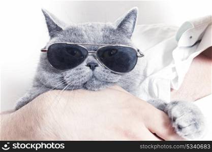 Funny muzzle of gray British cat in sunglasses closeup&#xA;