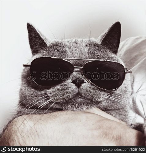 Funny muzzle of gray British cat in sunglasses closeup&#xA;