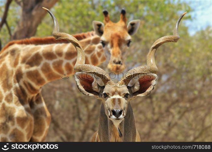 Funny Nature - Greater Kudu and Giraffe