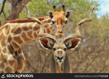 Funny Nature - Greater Kudu and Giraffe