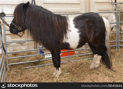 funny pony in stable behind cage