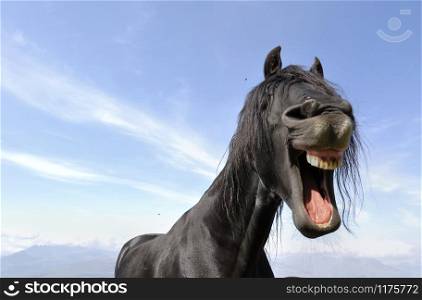 funny portrait of a black horse on blue sky