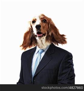 Funny portrait of a dog in a suit. Funny portrait of a dog in a suit on an white background. Collage.