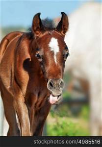 funny portrait of arabian little foal