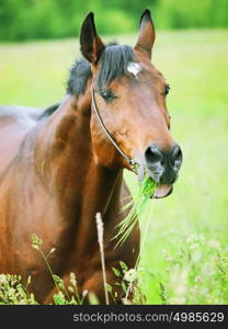 funny portrait of bay horse in meadow