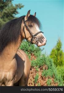 funny portrait of buckskin welsh pony