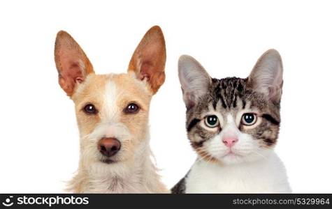 Funny portraits of a dog and a cat looking at camera isolated on a white background